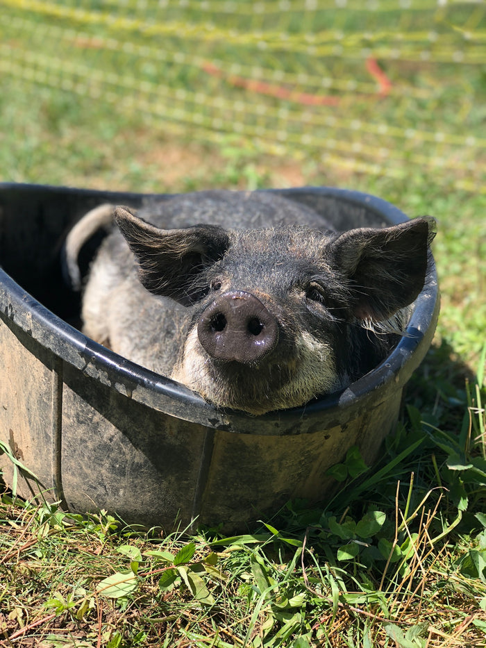 Animals on the farm
