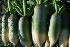 Watermelon Radish