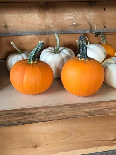 Decorative Pumpkin