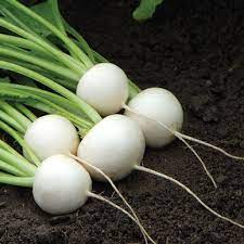 Organic Hakurei Turnips